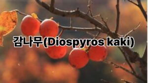 감나무(Diospyros kaki) 1 건강 블로그 썸네일 6