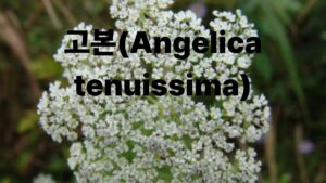 사주 썸네일 10