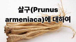 사주 썸네일 28