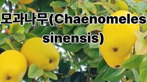모과나무(Chaenomeles sinensis)의 특징과 건강에 좋은 효능 이야기 9 사주 썸네일 30