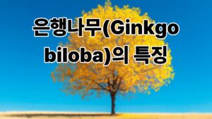 은행나무(Ginkgo biloba)의 특징과 건강에 좋은 효능 이야기 8 은행나무