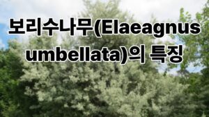 보리수나무(Elaeagnus umbellata)의 특징과 건강에 좋은 효능 이야기 9 사주 썸네일 32