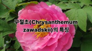 구절초(Chrysanthemum zawadskii)의 특징과 건강에 좋은 효능 이야기 8 제목을 입력해주세요. 1
