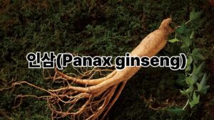 인삼