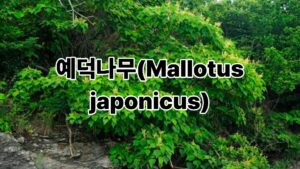 예덕나무(Mallotus japonicus) 8 제목을 입력해주세요. 2026 05 07T145411.457