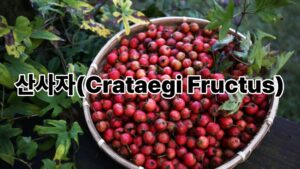 산사자(Crataegi Fructus) 7 산사자(Crataegi Fructus)