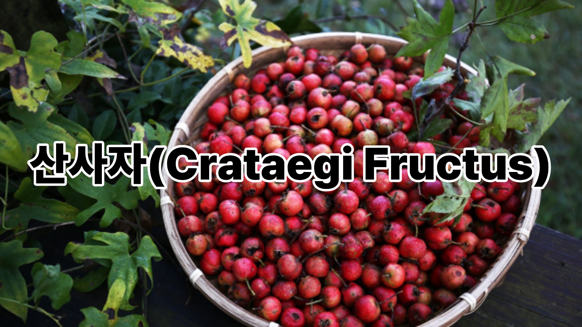 산사자(Crataegi Fructus)