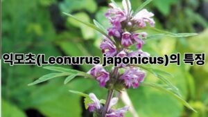 익모초(Leonurus japonicus)의 특징과 건강에 좋은 효능 이야기 7 제목을 입력해주세요. 3