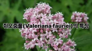 쥐오줌풀(Valeriana fauriei)의 특징과 건강에 좋은 효능 이야기 6 쥐오줌풀(Valeriana fauriei)의 특징