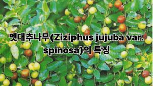 멧대추나무(Ziziphus jujuba var. spinosa)의 특징과 건강에 좋은 효능 이야기 5 제목을 입력해주세요. 5