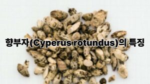 향부자(Cyperus rotundus)의 특징과 건강에 좋은 효능 이야기 4 제목을 입력해주세요. 7