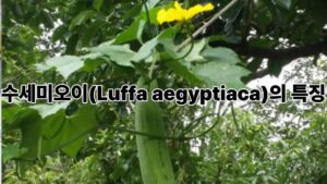 수세미오이(Luffa aegyptiaca)의 특징과 건강에 좋은 효능 이야기 3 제목을 입력해주세요. 8