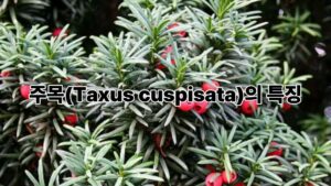 주목(Taxus cuspisata)의 특징과 건강에 좋은 효능 이야기 2 주목(Taxus cuspisata)의 특징