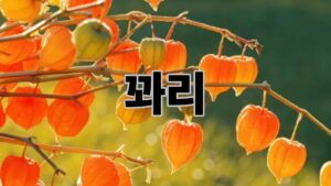 꽈리