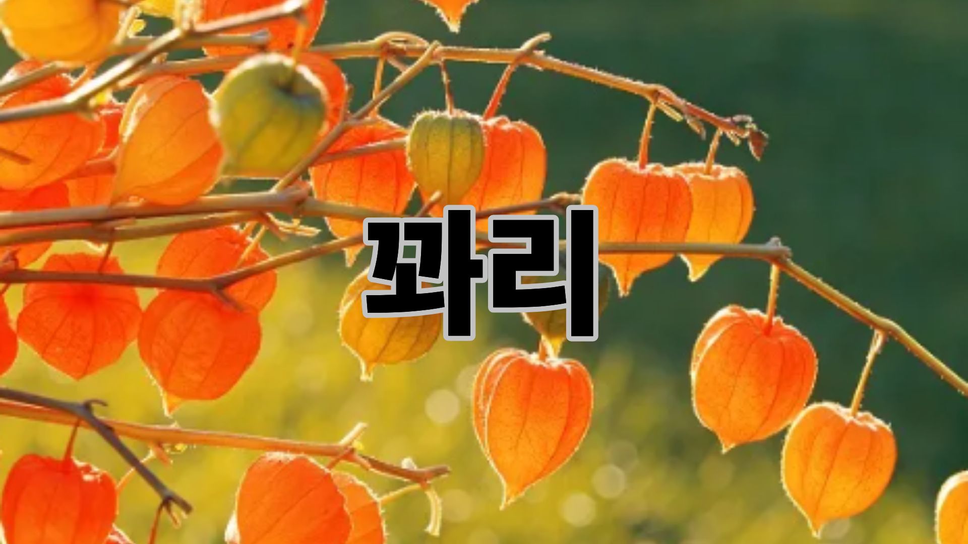 꽈리
