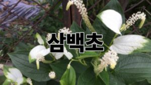 제목을 입력해주세요. 15