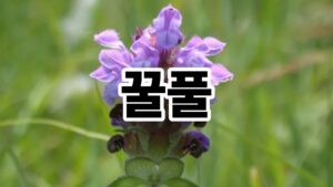 꿀풀