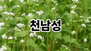 천남성의 매혹적인 세계로 초대합니다 3 제목을 입력해주세요. 43