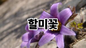 봄을 알리는 할미꽃의 모든 것 1 제목을 입력해주세요. 45