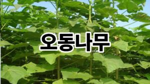 오동나무 당신이 알아야 할 모든 것 3 제목을 입력해주세요. 48