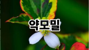 약모밀 어떤 식물인가요 2 약모밀