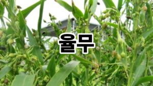 율무, 건강과 맛을 담은 곡물의 재발견