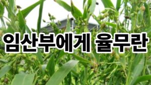 율무