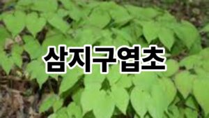삼지구엽초란 무엇인가요