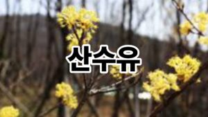 산수유