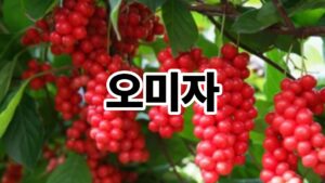 오미자